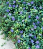 A close-up view of a ground cover plant with small purple flowers and green leaves, growing along a concrete path. Produktbild-Vorschau