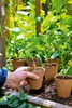 Romberg 26 Anzuchttöpfe Ø 6 cm biologisch Produktbild-Vorschau 6