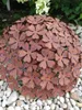 A rusted metal garden sculpture of a hydrangea flower ball, placed on a bed of white and gray pebbles. Anteprima dell’immagine prodotto