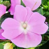 Edel-Lieschen - Impatiens Neu-Guinea - 12cm Topf - Set mit Produktbild-Vorschau 3