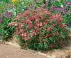 Spiraea japonica 'Anthony Waterer', Rote Sommerspiere, Produktbild-Vorschau 13