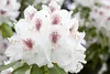 Rhododendron Hybr. 'Schneebukett', weiß, 30–40 cm Produktbild-Vorschau 6