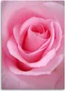 Leinwandbild rosa rosenblätter blume 60x90 cm Feeby rosa Produktbild-Vorschau 3