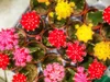 Gardners Gymnocalycium mix, průměr 6 cm Náhled obrázku produktu 2