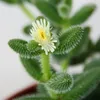 Kyslá uhorka rastlina - Delosperma echinatum - 12cm hrniec Náhľad obrázku produktu 4