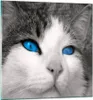 Bilder auf glas - Katze Tiere blaue Augen - 60x60cm - Produktbild-Vorschau 1