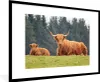 MuchoWow® Gerahmtes Poster Schottischer Hochländer - Sonne Produktbild-Vorschau 1