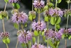 6 x Mentha pulegium - máta polární - květináč 9 x 9 cm Náhled obrázku produktu 2