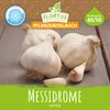 Artikelbild 2 von 'Winterpflanzknoblauch Messidrome' aus der Kategorie Winterpflanzknoblauch Produktbild-Vorschau