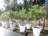 Pinus Pinea Mittelmeerkiefer 250 cm inkl. Pflanzkübel Ø80cm Produktbild-Vorschau 1