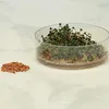 Keimsprossen Teufelsmischung Produktbild-Vorschau 3