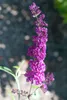 Buddleja davidii 'Royal Red', Schmetterlingsflieder, rot, Produktbild-Vorschau 13