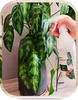 Kalinova | Blattdünger Spray - 500ml - für grüne Pflanzen - Produktbild-Vorschau 9