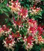 BALDUR Garten 1x Duft Geißblatt 'Henry', Lonicera Produktbild-Vorschau 2