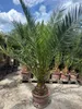 Palme Phoenix Canariensis HÖHE ca. 180 cm Winterhart bis Produktbild-Vorschau 1