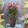 Plants by Frank | Lampenputzergras Rot XL Pflanzen | Produktbild-Vorschau 2