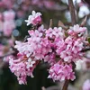 2 x Zimní kulatka – Viburnum bodnantense 'Dawn' | 60-80 cm Náhled obrázku produktu 2