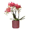 Kolibri Orchids | Rote Schmetterlings-Orchidee Congo + Produktbild-Vorschau 1