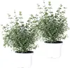 2x Eucalyptus gunnii - Gummibaum - Strauch - Immergrün - Produktbild-Vorschau 1
