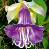 Glockenreben Violett Blue Samen - Cobaea scandens - Produktbild-Vorschau 3