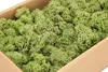 Islandmoos 500g in 30 Farben – Konserviertes Rentiermoos Produktbild-Vorschau 2
