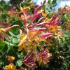 2 x Geißblatt American Beauty (Lonicera): 2-er set Produktbild-Vorschau 1