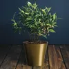 Santino Arte Pflanztöpfe Ø 13.5 cm, H 12.5 cm Gold/Schwarz Produktbild-Vorschau 2