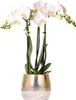 Kolibri Orchids - biala orchidea Phalaenopsis - Amabilis + Podgląd zdjęcia produktu 1