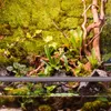 Terrario Shadow Forest Moss - muschio naturale 35x28cm Anteprima dell’immagine prodotto 8