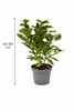 Magnolie ‘Susan’ 60–80 cm – Duftende Zwergmagnolie im Topf, Produktbild-Vorschau 5