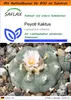 SAFLAX Garden in the bag - Peyotl Kaktus - Lophophora Produktbild-Vorschau 1