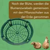 12er Set Pflanzkörbe für Blumenzwiebeln Pflanzschale Produktbild-Vorschau 5