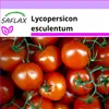 SAFLAX - Meksykańskie Miodowe Pomidory - 10 Nasiona - Podgląd zdjęcia produktu 4