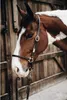Kentucky Horsewear Licol d'écurie cuir marron complet Voir les images du produit 6
