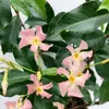 Trachelospermum Jasminoides - Toskanischer Jasmin - Rosa - Produktbild-Vorschau 1
