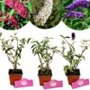 Set mit 3 Schmetterlingssträuchern – Buddleja davidii – Produktbild-Vorschau 1