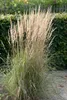 Trawa ozdobna "Karl Foerster" (Calamagrostis x acutiflora), Podgląd zdjęcia produktu 5