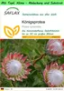 SAFLAX Garden to go - Königsprotea - Protea cynaroides - 5 Produktbild-Vorschau 1