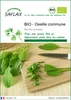 SAFLAX  -- Oseille commune - 400 graines - Rumex Voir les images du produit 1