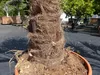 2 Stück im Palmenset Trachycarpus fortunei dicke Stämme 200 Produktbild-Vorschau 2