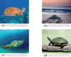 Wasserschildkrötenzauber Tischkalender 10x10cm für 2027 Produktbild-Vorschau 3