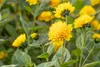Sonnenblume Soleil d'Or, im Topf - Helianthus decapetalus Produktbild-Vorschau 4
