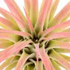 Bloomique - Mix di 10 - Tillandsia - Tillandsia - Vere Anteprima dell’immagine prodotto 5