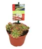 Sonnentau - Drosera alicae - 9cm Topf Produktbild-Vorschau 2