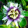 Set van 4 passievruchtplanten – Passiflora edulis Productafbeelding-voorbeeld 5
