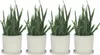 Aloe vera - Set de 4 - Aloe barbadensis - Hauteur 25-40cm - Voir les images du produit 7
