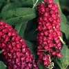 2 x  letný budleja  - Buddleja davidii 'Royal Red'  | 40-60 Náhľad obrázku produktu 1