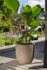 A large potted plant with broad green leaves sits on a wooden deck in a garden setting. Náhľad obrázku produktu