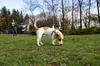 Canina Biotin Forte, Hund, Tablet, Haut & Haarkleid, Produktbild-Vorschau 5