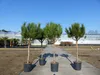 Pinus Pinea Mittelmeerkiefer 180 cm Pinie Kiefer Stamm Produktbild-Vorschau 6
